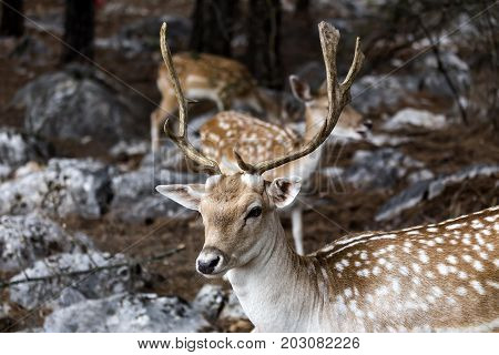 Spotted deer, male (Axis axis) in the natural habitat (Macedonia, northwest Greece)
