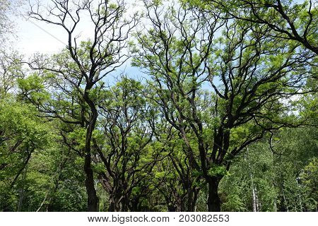Branches Of Robinia Pseudoacacia Umbraculifera Against The Sky