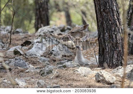 Spotted deer, female (Axis axis) in the natural habitat (Macedonia, northwest Greece)