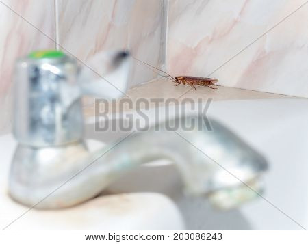 Close-up image of cockroach hiding in corner in house on background of water closet.