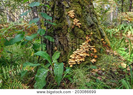 Small mushrooms false Honey fungus growing in moss on a tree trunk on the background of the forest