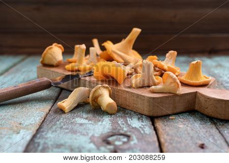 Fresh chanterelle mushrooms with wooden knife on old turqoiuse boards front view