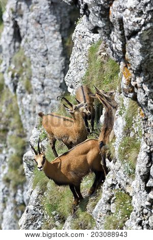 Chamois ( Rupicapra Rupicapra) In Natural Habitat
