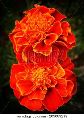 dos hermosas flores de precioso color naranja
