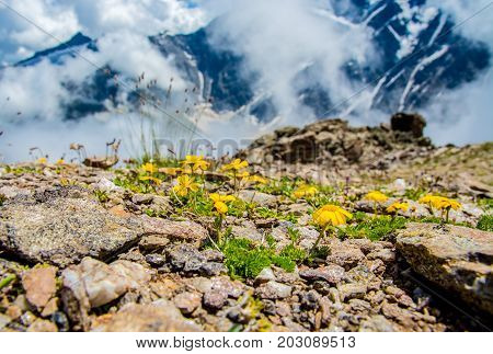 Amazing nature view of green mountain forest and tree growing on a rock, natural landscape perspective, Caucasus, Russia.