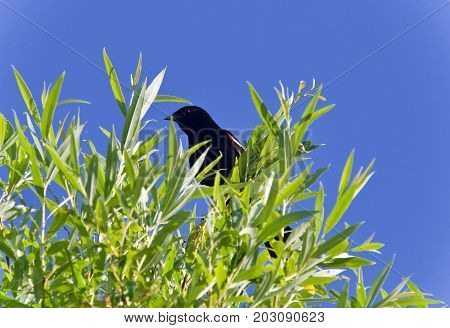 Isolated picture with a blackbird sitting on a tree