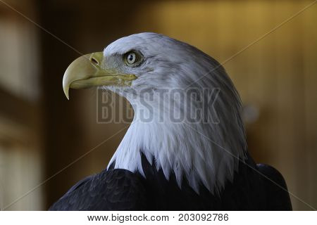 close up of bald eagle head side view