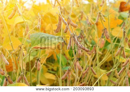 Close up of ripe soybean plants growing in a field. Soy agriculture