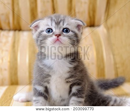A small white and gray Scottish rock kitten on the couch.