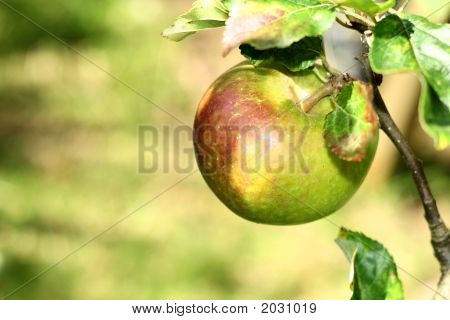 Apple na stromě