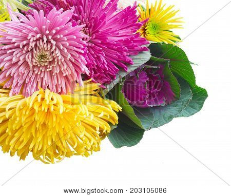 Chrisantemum fresh fall flowers posy close up isolated on white background
