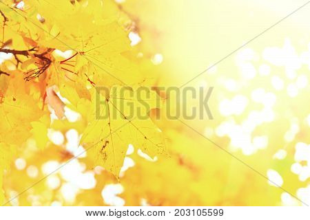 Vibrant yellow maple fall tree foliage background, retro toned