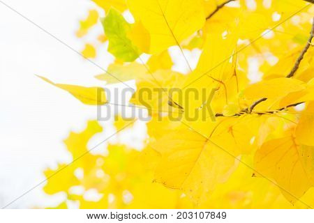 Vibrant yellow golden fall tree foliage close up