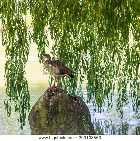 duck on the rock with a tree on the background