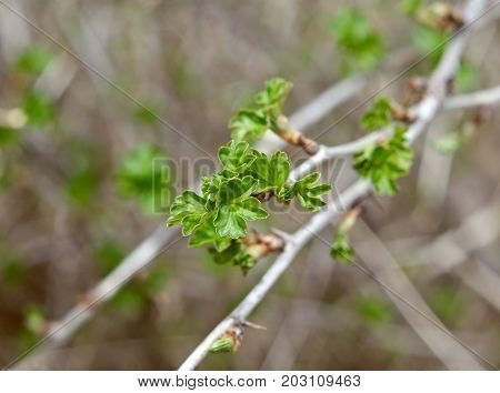 Young Leaf Gooseberry