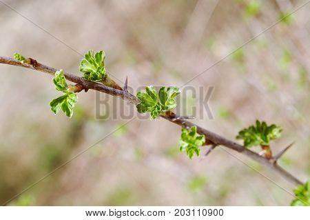 Young Leaf Gooseberry