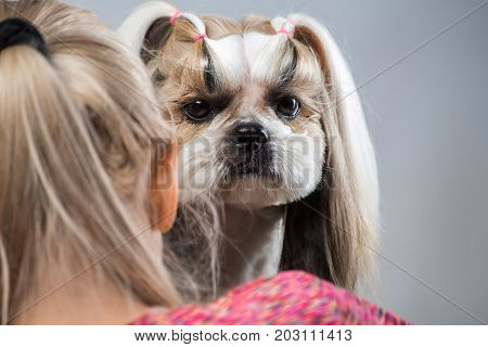 Beautiful funny shih-tzu dog at the groomer's table in the studio preparing for the dog show - isolated on white. Best fashion style of the professional groomer care.