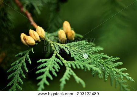 Thuja Occidentalis Is An Evergreen Coniferous Tree, In The Cypress Family Cupressaceae.blossom.close