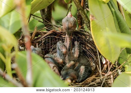 Four day old cardinals relaxing in their birds nest as they wait for their parents to bring them more food.