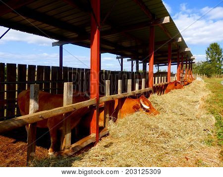 Limousin cattle eating hay from the confines of a byre