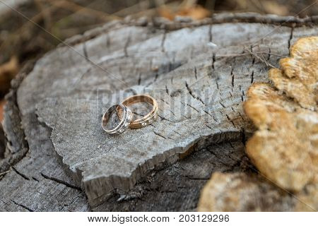 Golden Wedding Rings Outdoors on the Tree Background