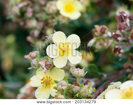 Beautiful Primrose Like Flower Wild Outside Garden Up Close