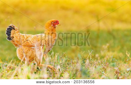 Brown Chicken Walking On The Green Lawn Of A Farm