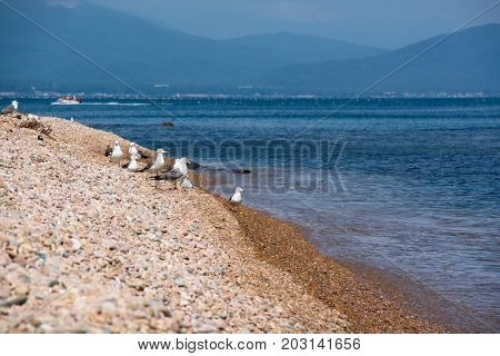 Flock of seagulls on a sea shore. Pebble beach in summer day.