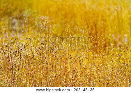 Eriocaulon smitinandii Mold.flower beautiful with blur background in the Mukdahan Nation Park Thailand.