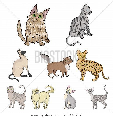 Collection of cats in one picture. Different cats in one picture. Cat breeds icon in set collection on cartoon style vector symbol stock web illustration.