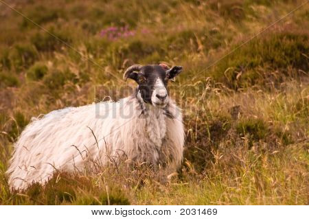 Dartmoor får