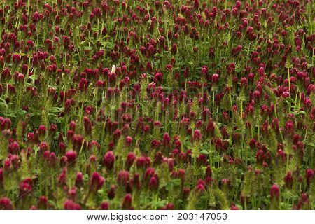 One white clover in a field of red clover