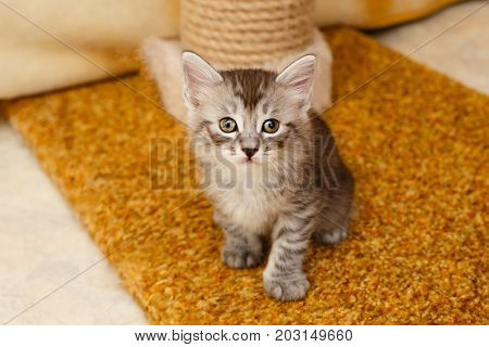 Lovely little fluffy kitten. Pets. Hypoallergenic breed of cats