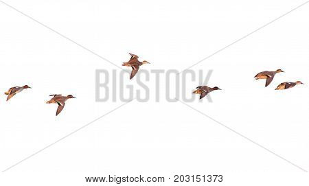 duck in flight on a white background