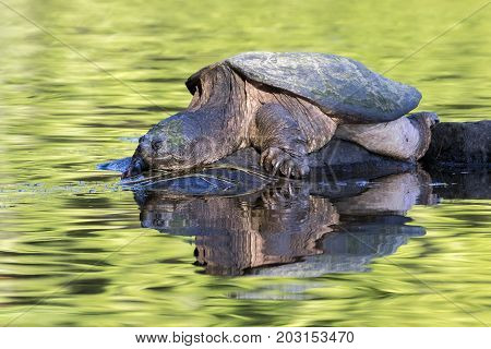 Large Common Snapping Turtle Basking On A Rock - Ontario, Canada