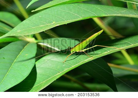 Grasshopper on leaf, note select focus with shallow depth of field