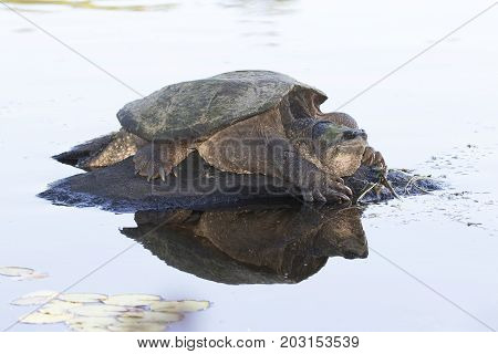 Large Common Snapping Turtle Basking On A Rock - Ontario, Canada