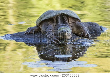 Large Common Snapping Turtle Basking On A Rock - Ontario, Canada