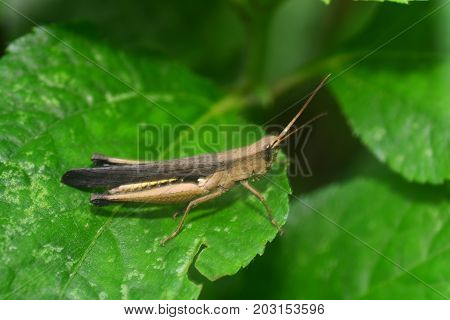 Grasshopper on leaf, note select focus with shallow depth of field