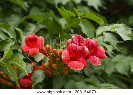 Flowers kampsis on a branch on the background of green leaves in the garden close-up