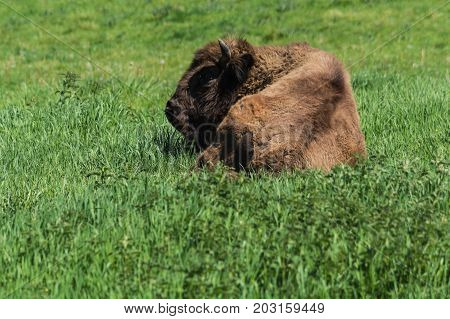 Bison in glacial wild reserve in the Neander Valley in a green meadow