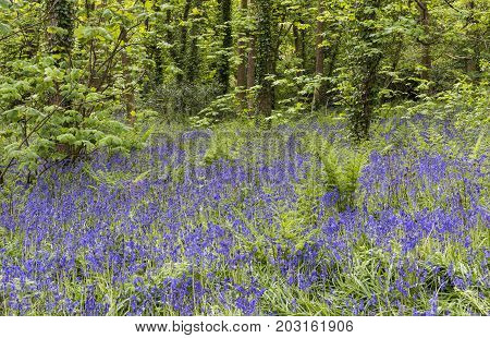 Lots of bluebells in a forest and fresh green fern at Godolphin Cornwall England.