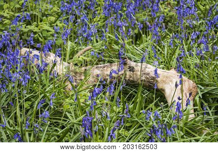 Lots of bluebells in a forest near a white dead branch at Godolphin Cornwall England.