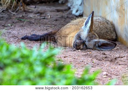 Close up cute bat-eared fox or Otocyon megalotis lying on ground