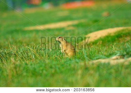 Cute European Ground Squirrel. Lovely Gnawer Feeding In Grass(spermophilus Citellus)