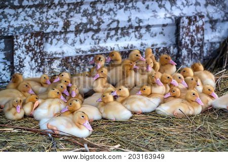 Close up flock of small pretty ducklings having rest on the ground