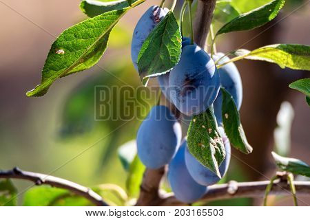 Close up branch of a wild plum tree with fruits on it