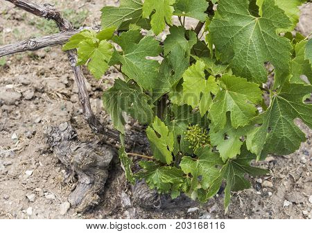 Chardonnay vine in a Champagne vineyard near Oger and Epernay France.