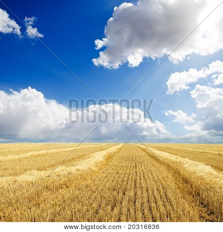 samlas in skörden i windrows under molnig himmel