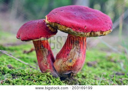 a Xerocomellus dryophilus mushroom in the forest